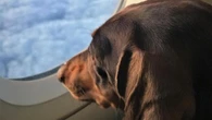 Aerei, nuove regole per chi viaggia con il pet: più semplice portare cani e gatti in cabina