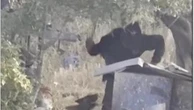 Cisgiordania, colono israeliano bastona brutalmente il cane di una famiglia palestinese