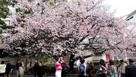 Il primo respiro di primavera a Tokyo: i sakura sbocciano in anticipo