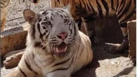 Messico, troppa violenza tra le gang: trasferiti da uno zoo 700 animali tra cui tigri e leoni