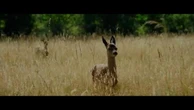 "Bambi, una vita nei boschi" - trailer