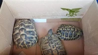 Tredici tartarughe di specie protetta abbandonate in uno scatolone nelle campagne di Pavia: salvate