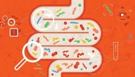 Il microbioma intestinale dirà (prima) chi è a rischio cuore da chemioterapia