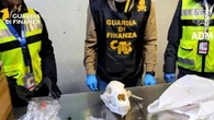 Con la pelliccia di orso “trofeo di caccia” anche il cranio non dichiarato: sequestro a Malpensa