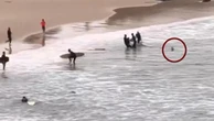 Australia, lo squalo attacca il surfista e lo insegue fino al bagnasciuga