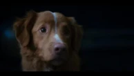 "Good boy", il film horror raccontato con gli occhi di un cane - trailer