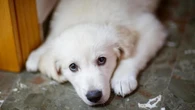 Spagna, uccide il cane di quattro mesi della compagna: condannato per violenza di genere