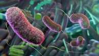Aterosclerosi, il microbiota dirà chi è più a rischio di infarto e ictus