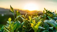 Formazione su agroenergie e soluzioni per la transizione energetica per 10 istituti agrari italiani