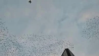 La difesa degli storni contro il falco pellegrino diventa una danza nel cielo in piazza IV novembre