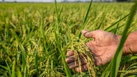 Crisi alimentare, entro il 2025 la produzione agricola mondiale potrebbe ridursi fino al 35%