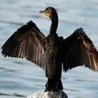 Sparava a cormorani e aironi, arrestato per bracconaggio (nella sua tenuta) il miliardario Bouygues