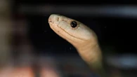 L’uomo che si è fatto mordere dai serpenti 200 volte. Il suo sangue oggi è un siero antiveleno