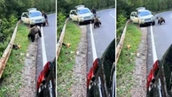 Romania: l'orso si avvicina all'improvviso, si rifugia nell'auto entrando dal finestrino
