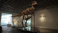 New York, T-Rex all'asta per 30 milioni di dollari. Sotheby's: "Uno dei più grandi e completi"