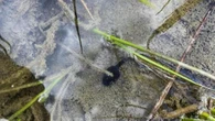 Parco Gran Paradiso, ritornano le rane nel lago Leità. Erano assenti a causa delle specie invasive