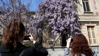 Glicini a Milano, ecco dove si possono ammirare (e fotografare) i più belli in fiore