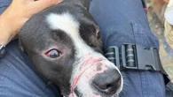 Aveva chiuso il cane in gabbia senza cibo e acqua, con profonde ferite sul muso: denunciato a Moglia