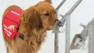Il miglior amico dell'uomo nella lotta al Covid: i cani battono i test rapidi nella caccia al virus