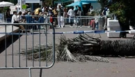 Cannes, grave spettatore del festival travolto da una palma