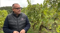 In vigna con Federico Giuntini: "Vi racconto il Chianti Rufina"