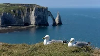 Normandia, la falesia-icona di Monet come la Scala dei Turchi. “Troppi turisti, dobbiamo chiuderla”