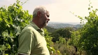 In vigna con Emilio Falcione: "Per un vino vero bisogna rispettare l’equilibrio della pianta"