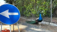 Pavoni di Punta Marina, il censimento: “Sono 200”. Dall’autunno piano di gestione