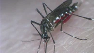 Usa: rilasciate per la prima volta zanzare Ogm contro dengue e febbre gialla
