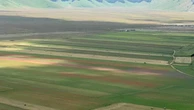 A Castelluccio di Norcia il caldo "spegne" la fioritura: le immagini della piana sfiorita