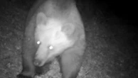 Un orso nei boschi della Valle Camonica: analisi sulle fototrappole che hanno ripreso il giovane esemplare