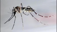 West Nile, morto un uomo di 85 anni a Cinisello Balsamo. In Lombardia registrati 12 casi