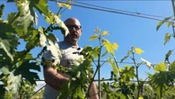 In vigna con Emiliano Fini: "Ho girato il mondo per poter valorizzare il vino del Lazio"
