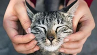 Gatti spariti a Cogne, aperta un'inchiesta. Profiler per il responsabile e taglia da 1000 euro
