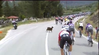 Giro, brivido nella 3ª tappa: una capra entra sul percorso e rischia di causare una caduta. Il video