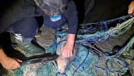 Bracconaggio ittico nel Mantovano, salvate 30 carpe: destinate al mercato clandestino in Romania