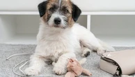 "Home alone, your doggie podcast": arriva il primo prodotto di audio entertainment solo per cani