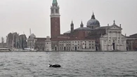 Il delfino Mimmo allontanato da Venezia per metterlo al sicuro. Ma dopo sei ore torna in Laguna