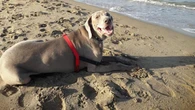 Allarme caldo, ecco le razze di cani più rischio e come prevenire i colpi di calore