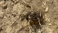 Api impollinatrici fondamentali per l’ecosistema scoperte nel Parco nazionale del Cilento