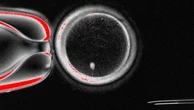 Ovociti fertilizzabili dalle cellule della pelle, una possibile rivoluzione per la Pma