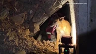 Venezuela, il cane delle squadre spagnole di salvataggio cerca sopravvissuti tra le macerie