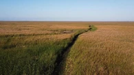 Florida, siccità record prosciuga le Everglades. Fauna a rischio nella più vasta palude degli Usa