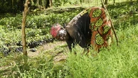 Ben Affleck come Diane Fossey: "I miei dieci anni in Africa per i gorilla del Virunga"