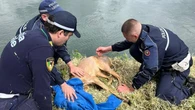 Un capriolo salvato a Gaggiano: è l'ennesimo esemplare finito nel Naviglio