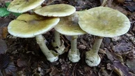 Mangia funghi selvatici, muore donna a Ostuni. Sotto osservazione la figlia