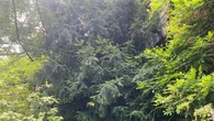 Il torreya di Brera raro e fragile: scatta la tutela sul gigante verde