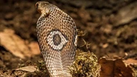 Un siero antiveleno contro 19 tra i serpenti più letali del pianeta: ce l’abbiamo fatta