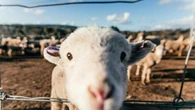 Rovigo, 500 agnelli da sgozzare per la Festa del sacrificio, animalisti in rivolta: “Rito barbaro”