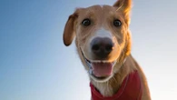 La cura degli animali vale 3,6 miliardi di euro per la Gdo